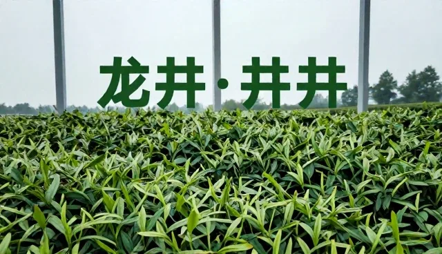 转化率提升中的误区与实际应用
